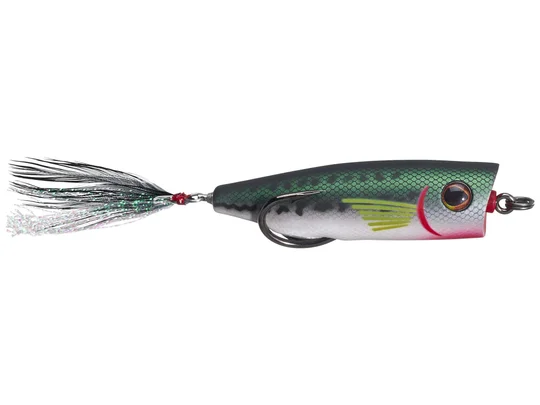 Baby Bass