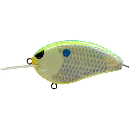 Citrus Shad