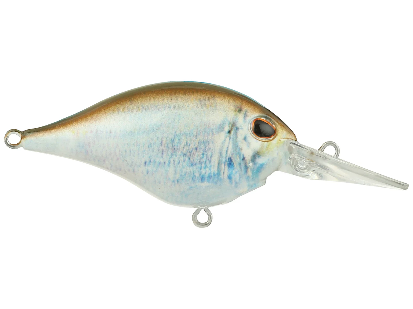 HD Blueback Herring