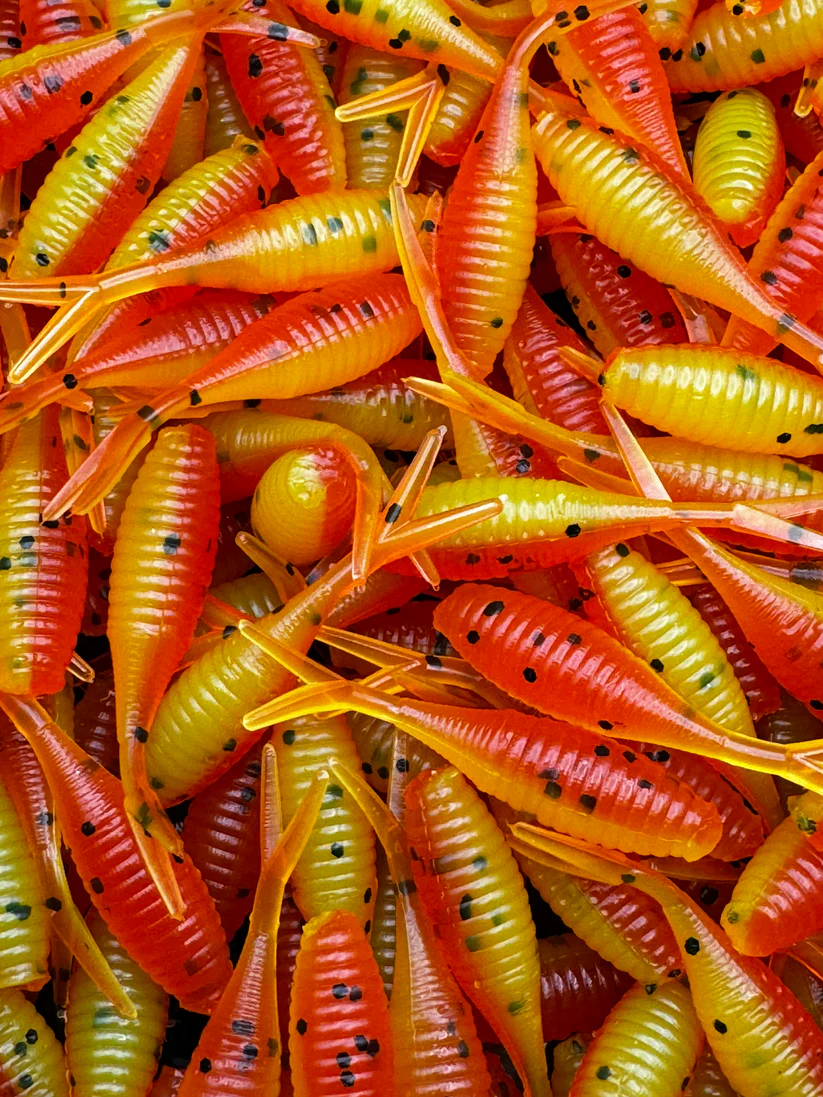 Cajun Cricket