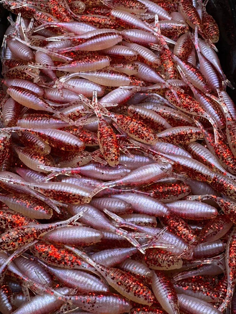 Red Shad