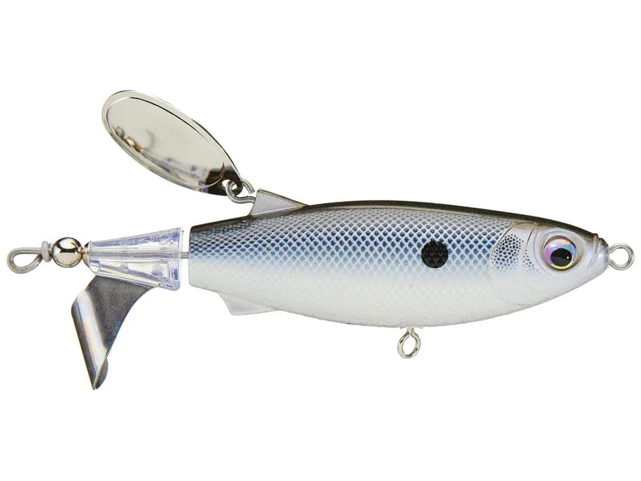 Black Back Shad