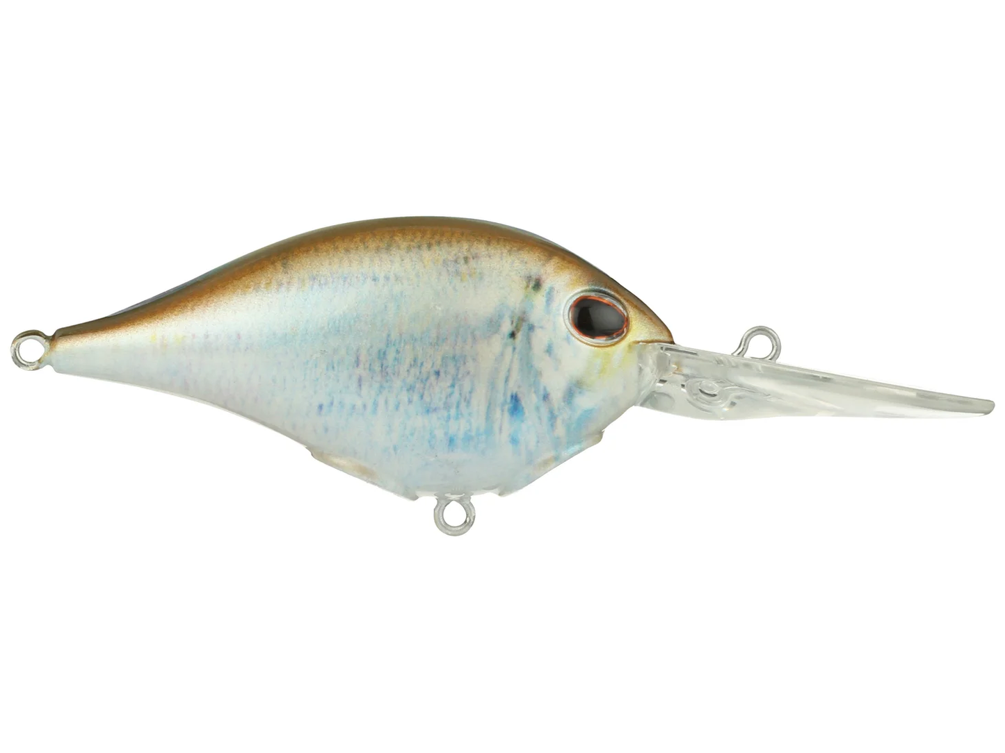HD Blueback Herring
