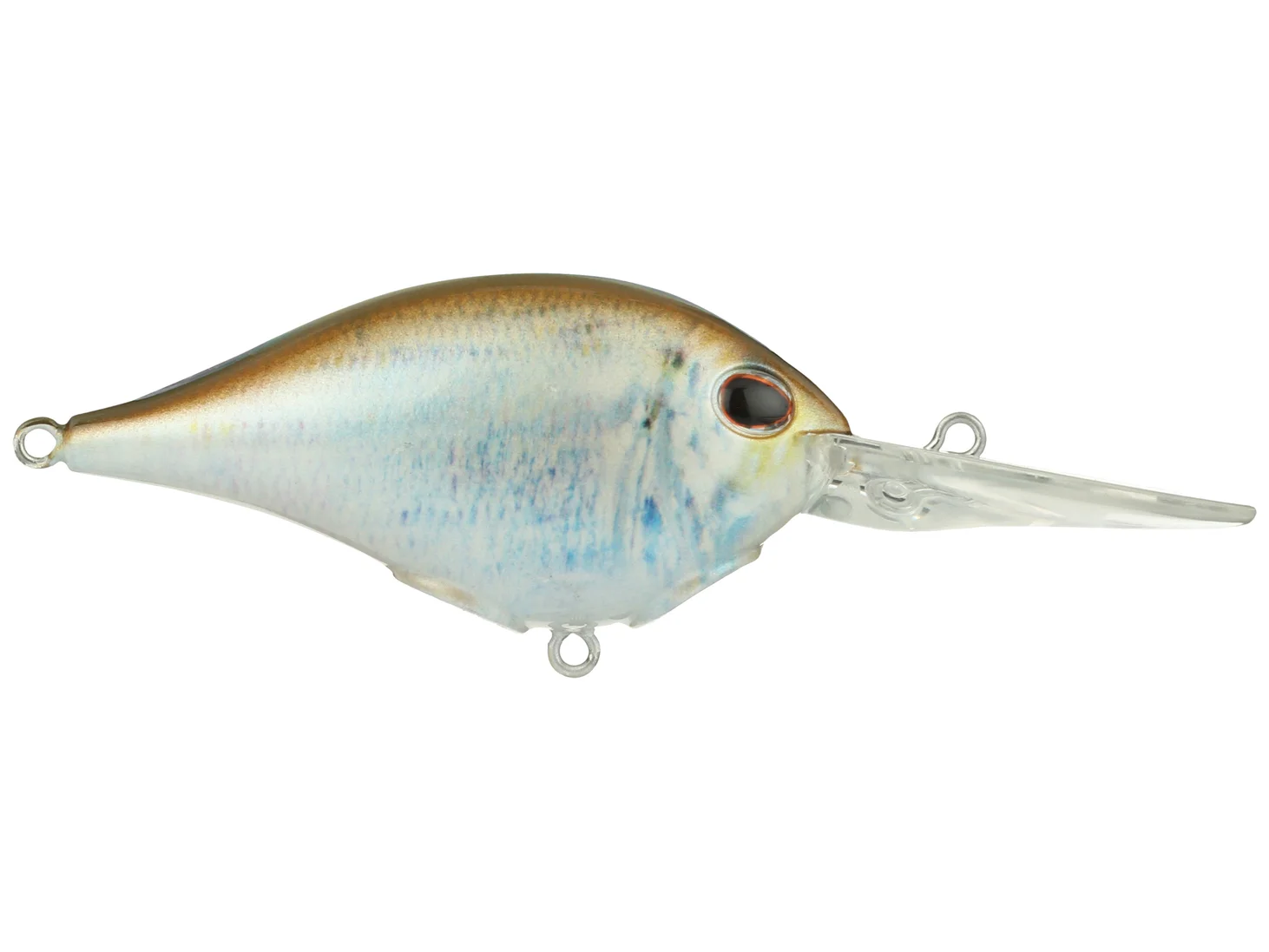 HD Blueback Herring