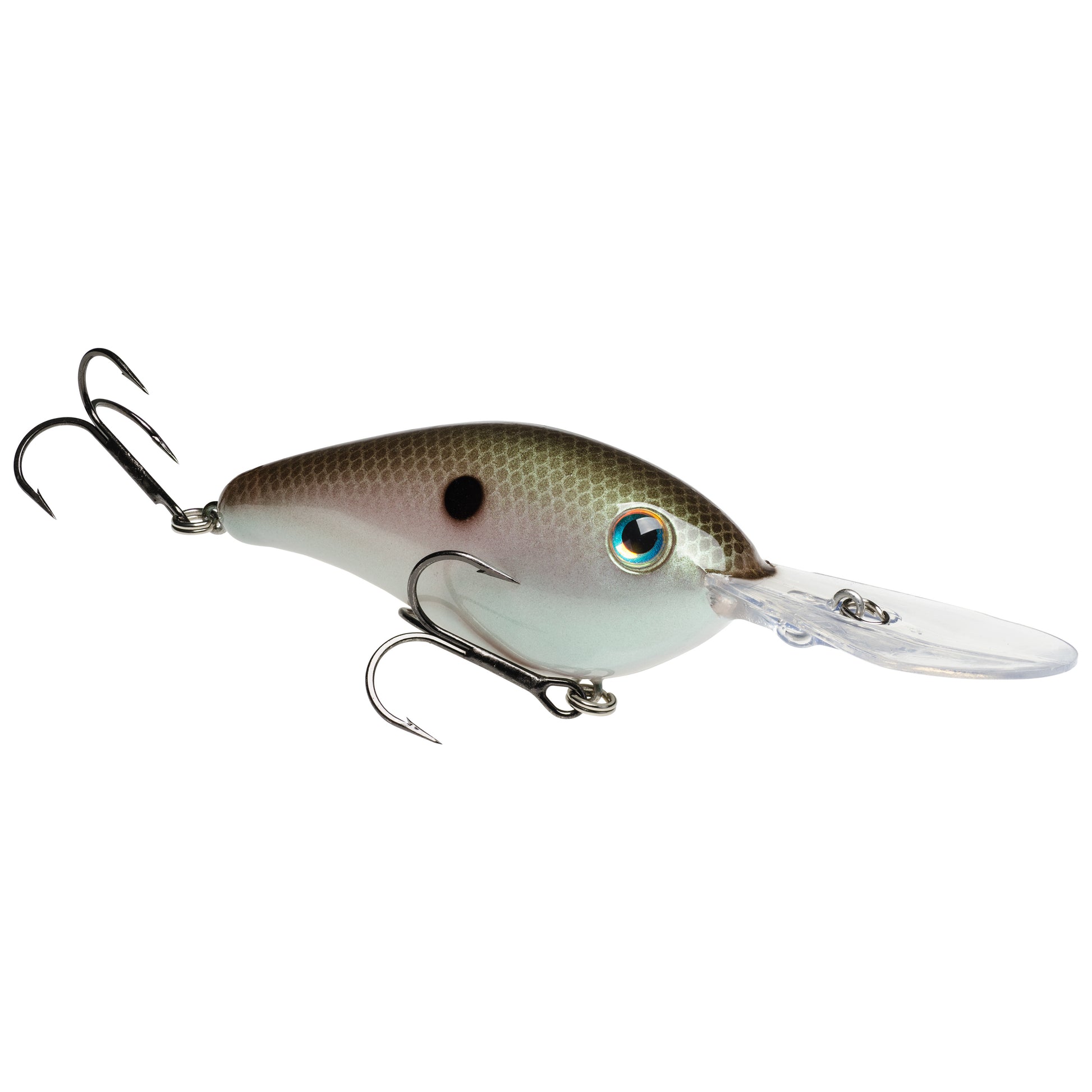 Green Gizzard Shad
