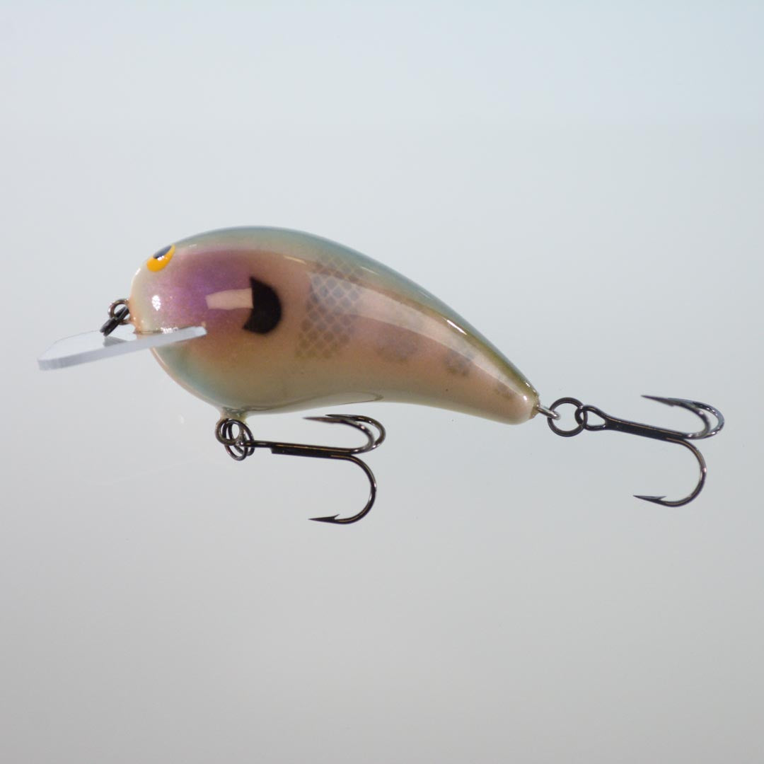 Bluegill