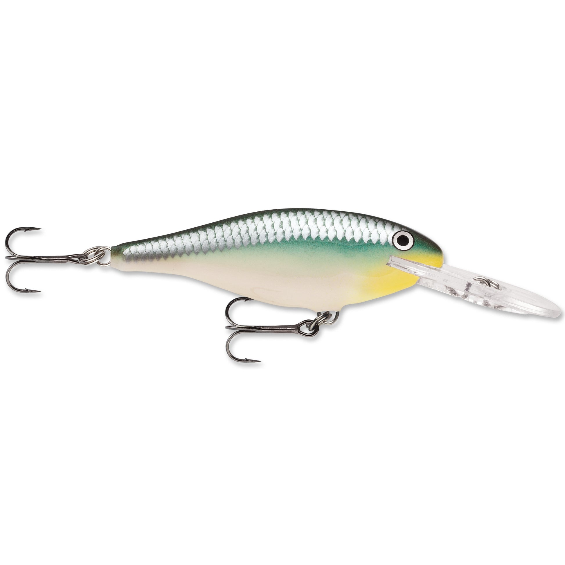 Blue Back Herring