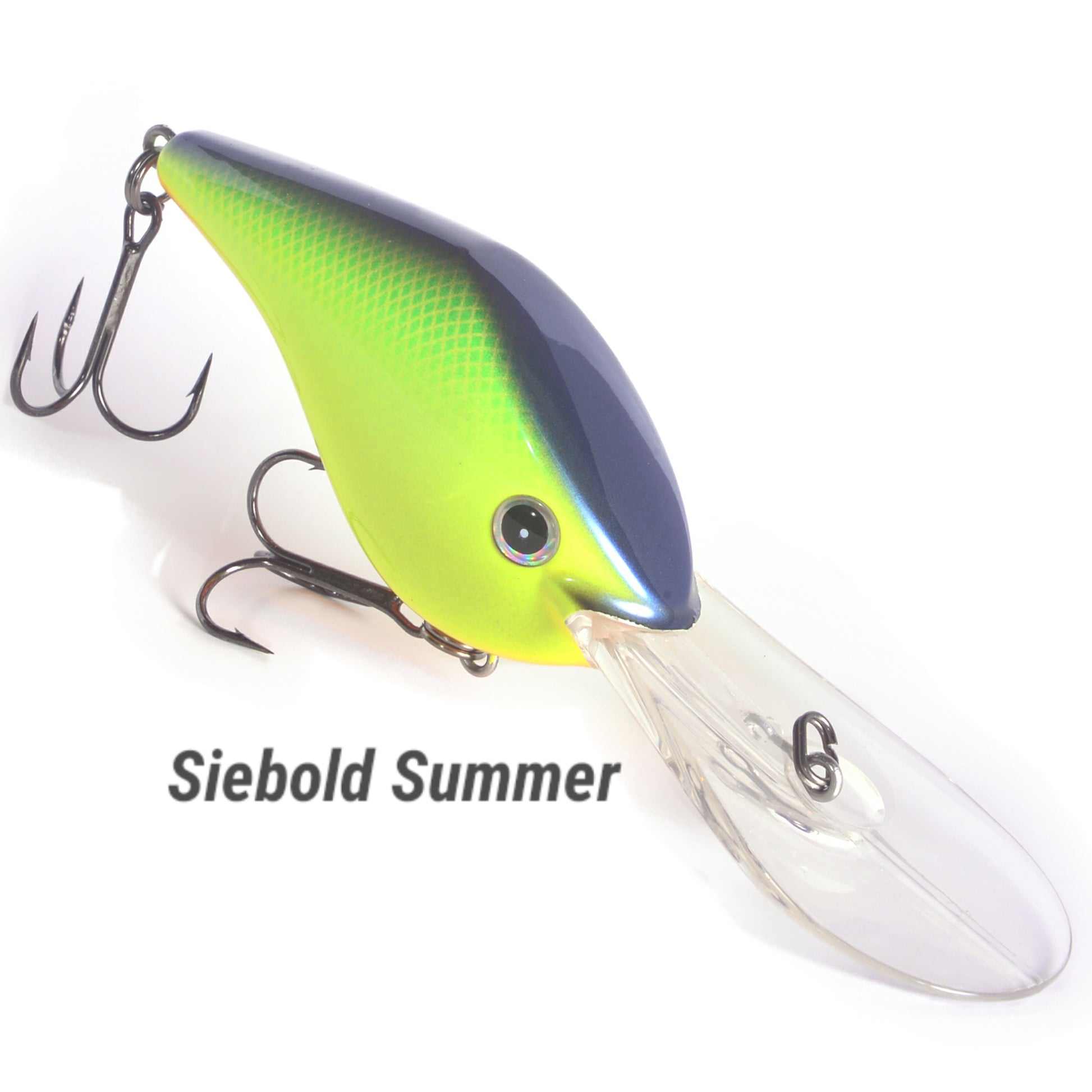 Siebold Summer