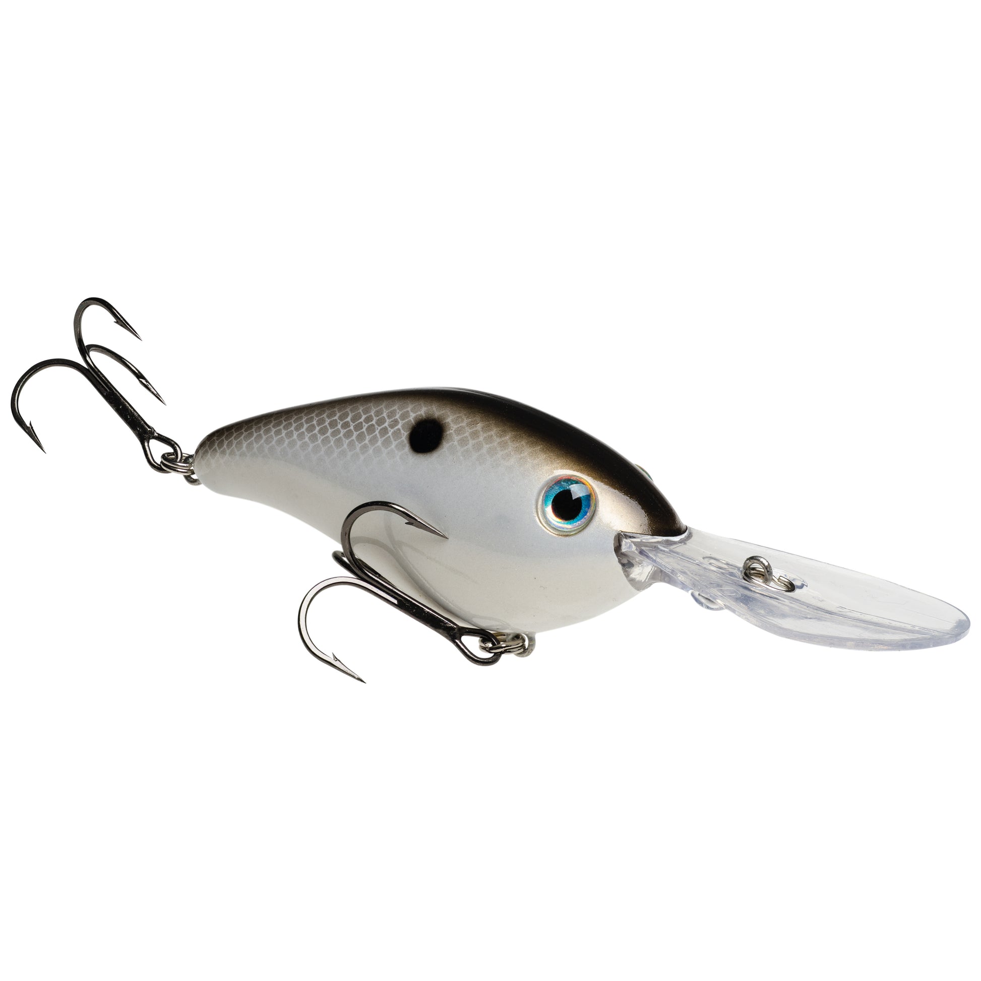 Gizzard Shad