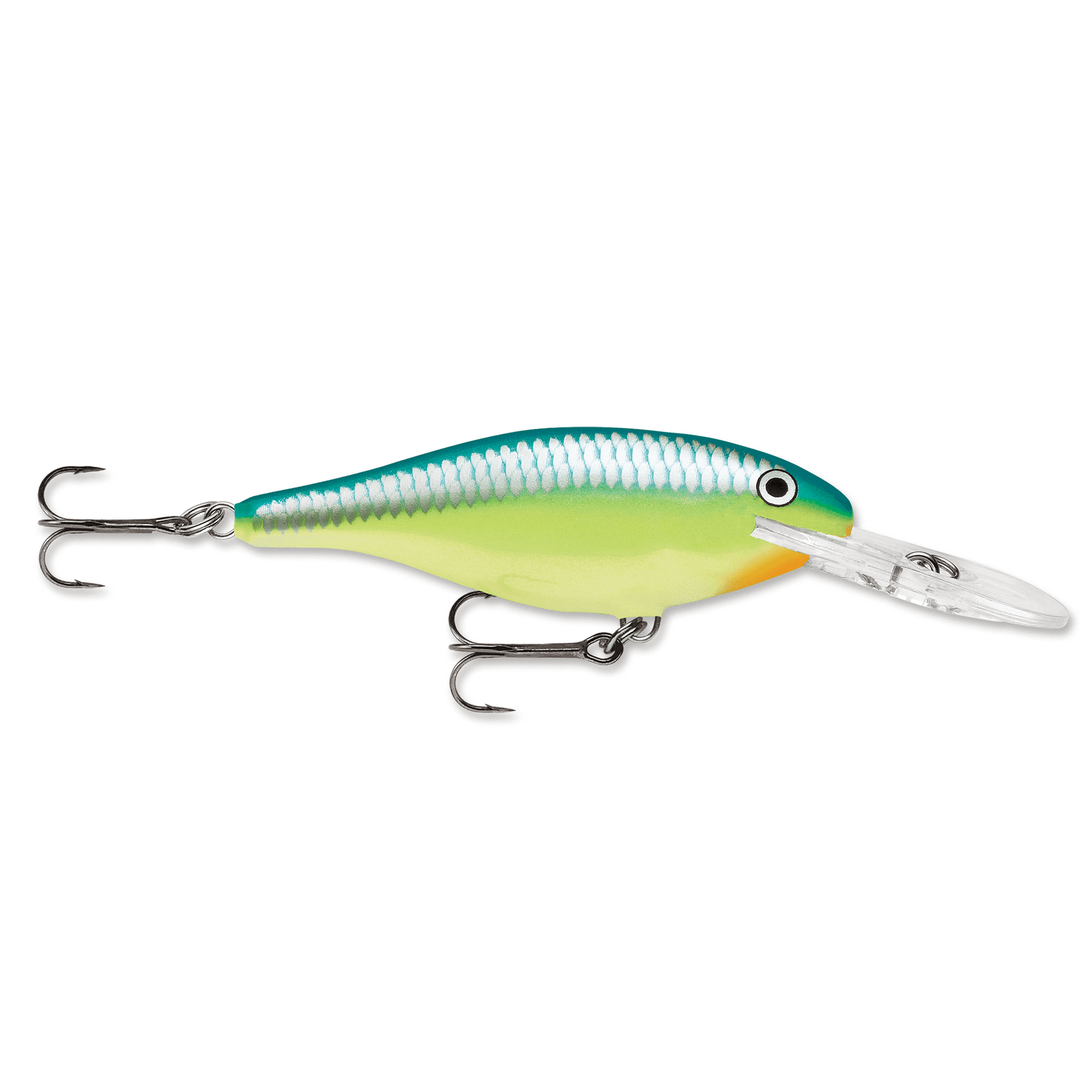 Caribbean Shad