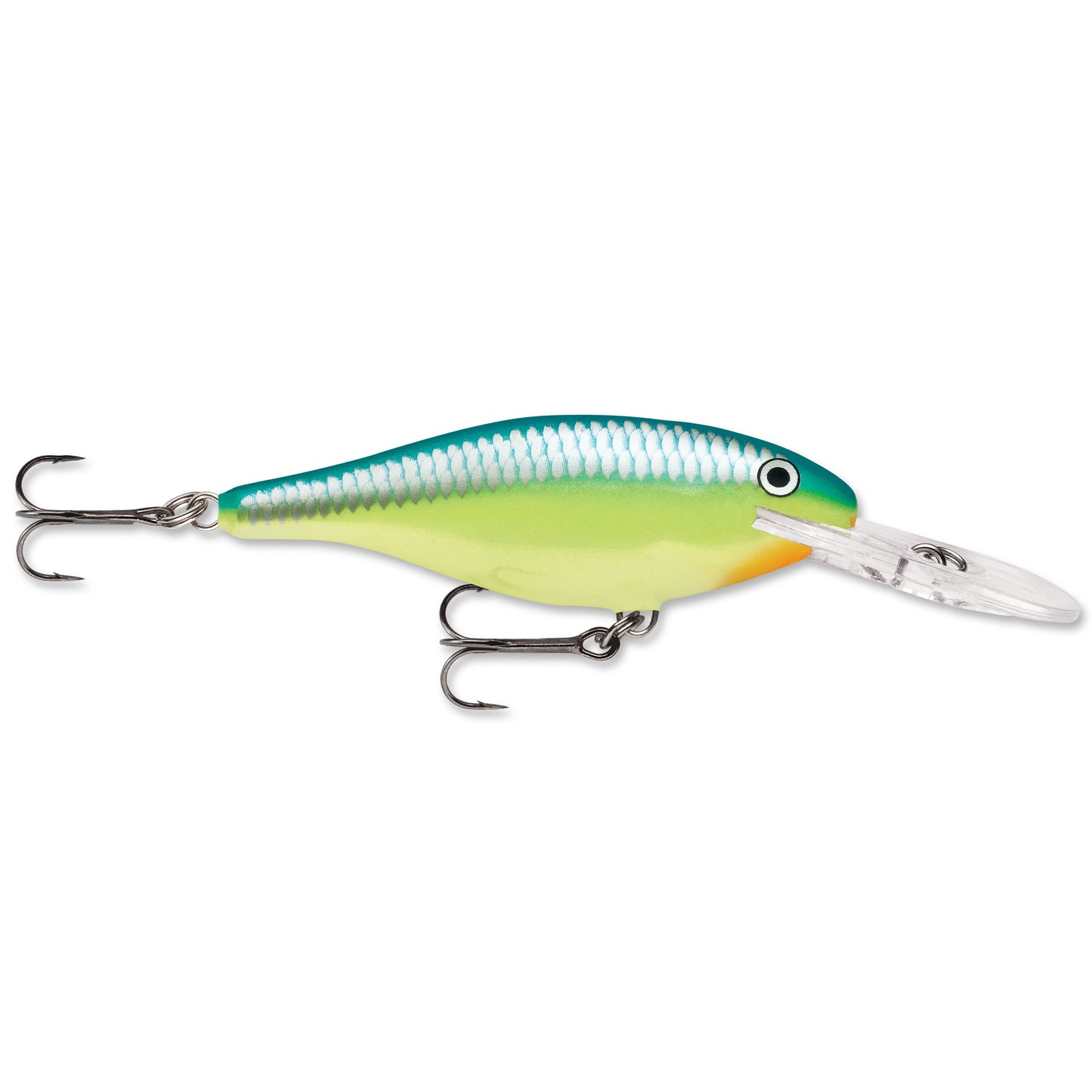 Caribbean Shad
