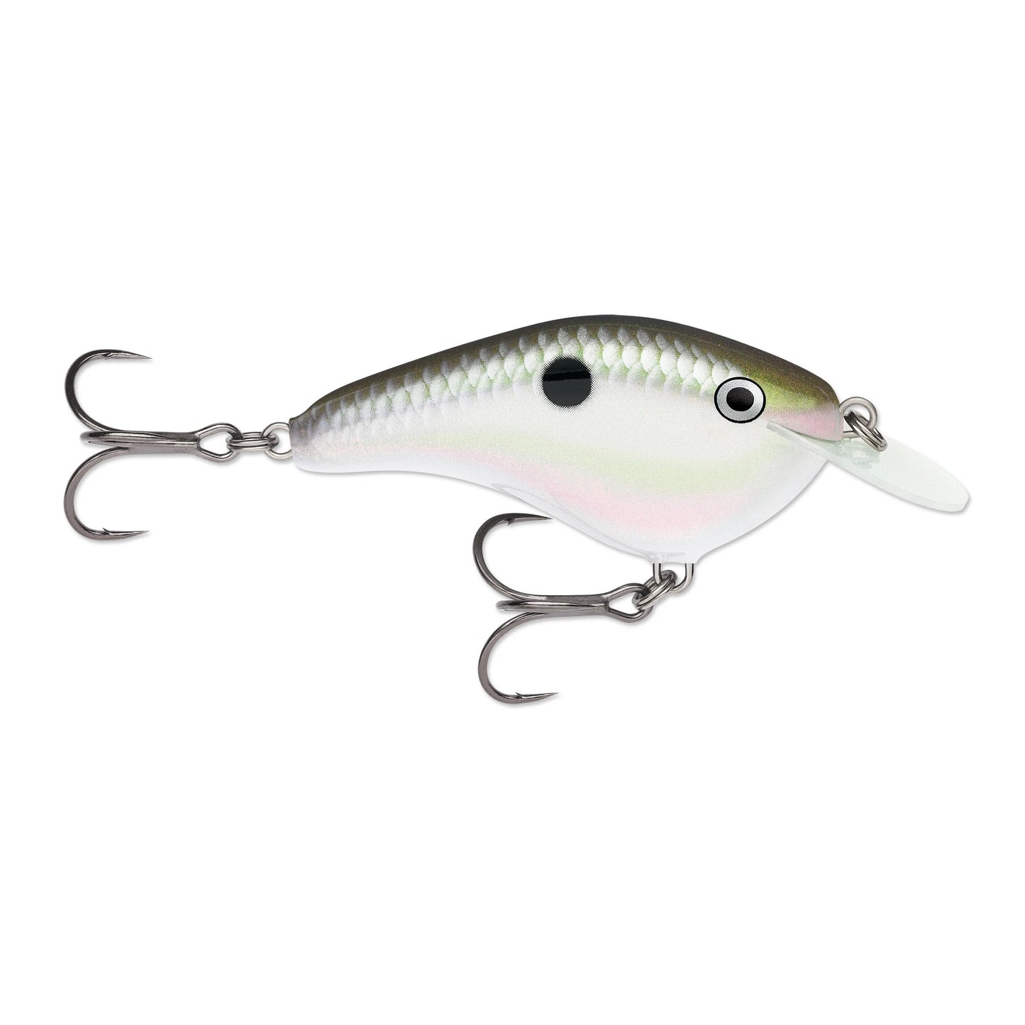 Green Gizzard Shad